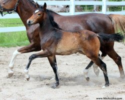 broodmare Awina Magica (German Riding Pony, 2017, from A kind of Magic 5)