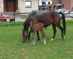 Springpferd Balisco R (Westfale, 2017, von Balounito)