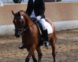 dressage horse Charlyssimo (unbekannt, 2010)