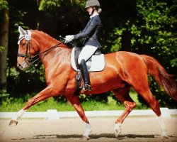 broodmare Faline 10 (Hanoverian, 2003, from Fabriano)