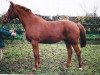 broodmare Wildresi (Hanoverian, 1991, from Werther)