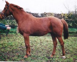 broodmare Wildresi (Hanoverian, 1991, from Werther)