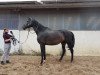 dressage horse Rubin's Pride (German Sport Horse, 2005, from Rubin Royal OLD)