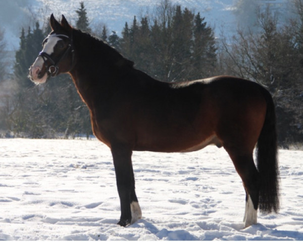 stallion Medoc (German Riding Pony, 1997, from Mentos)