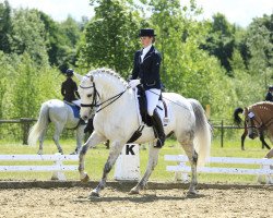 dressage horse Giant Looper (Hanoverian, 2006, from Horseware's Giovanni)