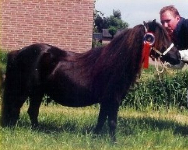 Zuchtstute Darling v.d. Zandkamp (Shetland Pony (unter 87 cm), 1989, von Winston L.H.)