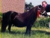 Zuchtstute Darling v.d. Zandkamp (Shetland Pony (unter 87 cm), 1989, von Winston L.H.)