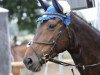 broodmare Chiyla (Oldenburg show jumper, 2008, from Contendro I)