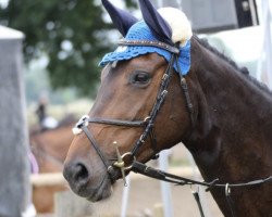 broodmare Chiyla (Oldenburg show jumper, 2008, from Contendro I)