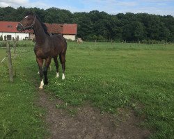 Pferd Benni (Westfale, 2015, von Bellini Royal)