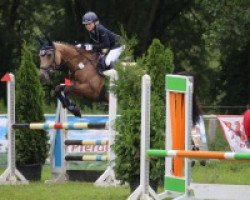 jumper Safari 48 (Little German Riding Horse, 2010, from Schalacko)