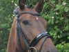 broodmare Sienna 58 (Hanoverian, 2012, from Sir Donnerhall I)