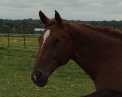 broodmare El Courage (Hanoverian, 2001, from Espri)