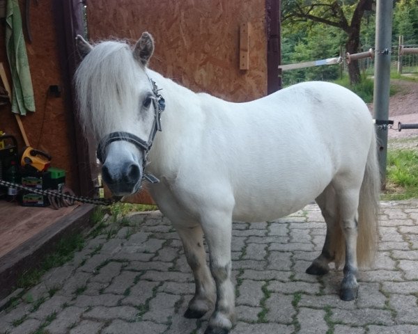 horse Jack (Shetland pony (under 87 cm), 2005)