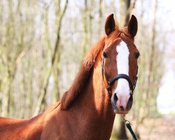 Springpferd Claus 47 (KWPN (Niederländisches Warmblut), 2007, von Saffraan)