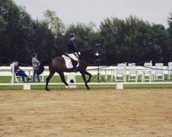 dressage horse N-Joy 3 (German Riding Pony, 2008, from Nemax)