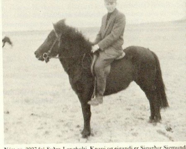 Zuchtstute Nott fra Sydra-Langholti (Islandpferd, 1955, von Glaður frá Flatatungu)