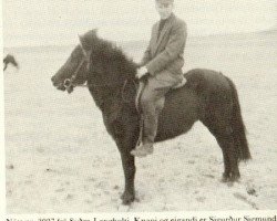 broodmare Nott fra Sydra-Langholti (Iceland Horse, 1955, from Glaður frá Flatatungu)