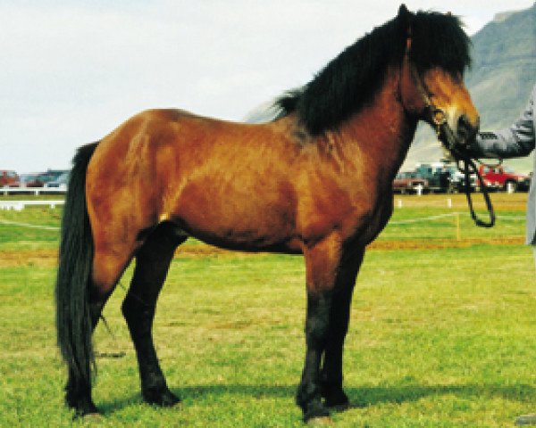 stallion Kolfinnur frá Kjarnholtum I (Iceland Horse, 1981, from Hrafn frá Holtsmúla)