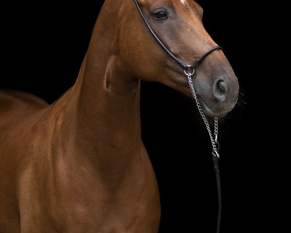 dressage horse Sansibar 121 (Hanoverian, 2009, from San Remo)