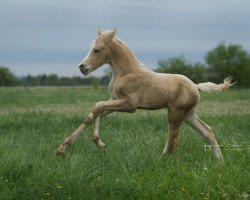 dressage horse Noble Rock (German Riding Pony, 2017, from Fs Numero Uno)