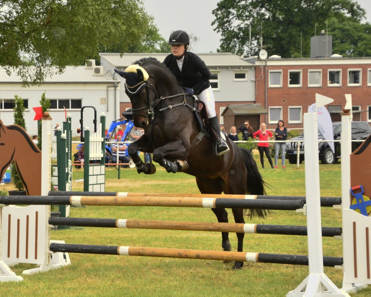 jumper Cocco la Capri (Hanoverian, 2012, from Cent 15)