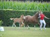 dressage horse Valentino Deluxe 2 (German Riding Pony, 2017, from Vincenzo NRW)