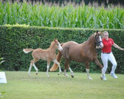 dressage horse Valentino Deluxe 2 (Deutsches Reitpony, 2017, from Vincenzo NRW)