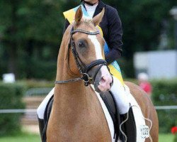 stallion Delarento (German Riding Pony, 2014, from Reitland's Du oder Keiner)