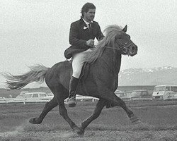 stallion Litur frá Kletti (Iceland Horse, 1984, from Gustur frá Sauðárkróki)