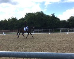 dressage horse Desperado 272 (Oldenburg, 2009, from Dimaggio)