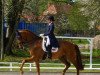 dressage horse Ronaldo 201 (Danish Warmblood, 2006, from Glock's Romanov)