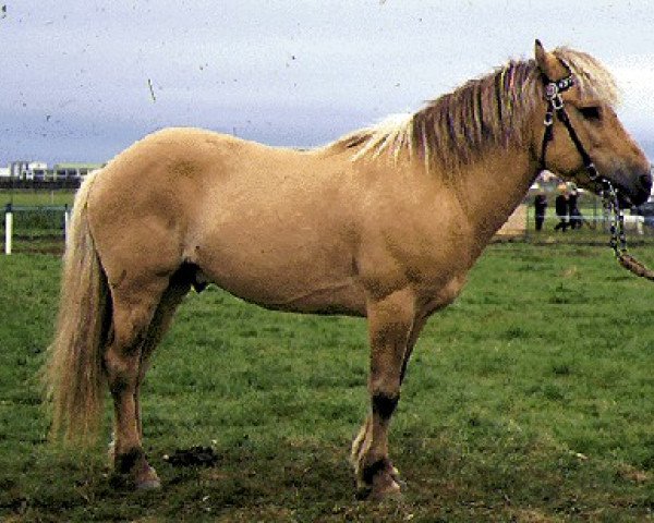 stallion Silfurtoppur frá Reykjadal (Iceland Horse, 1952, from Mósi frá Reykjadal)