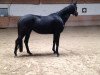 dressage horse Gina by Genesis (Württemberger, 2013, from Genesis)