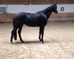 dressage horse Gina by Genesis (Württemberger, 2013, from Genesis)