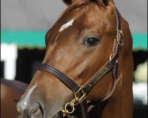 broodmare Alittlebitearly xx (Thoroughbred, 2002, from Thunder Gulch xx)