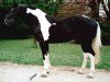 stallion Apache Du Beuv Limont (Pinto with riding horses pedigree, 1995, from Rainbow)