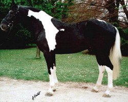 stallion Apache Du Beuv Limont (Pinto with riding horses pedigree, 1995, from Rainbow)