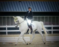 dressage horse Rodwell (Hessian Warmblood, 1999, from Rodman)