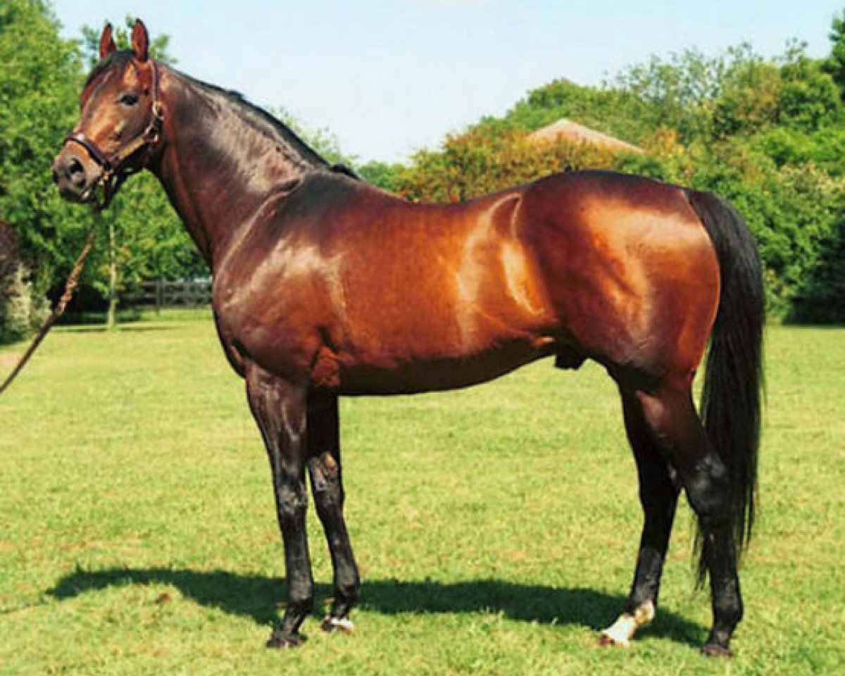 stallion Ride the Rails xx (Thoroughbred, 1991, from Cryptoclearance xx)