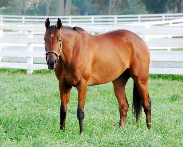 broodmare Quiet Giant xx (Thoroughbred, 2007, from Giant's Causeway xx)