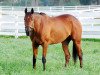 broodmare Quiet Giant xx (Thoroughbred, 2007, from Giant's Causeway xx)