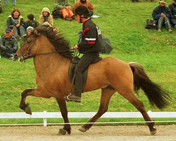 Deckhengst Víglundur frá Vestra-Fíflholti (Islandpferd, 1995, von Ófeigur frá Flugumýri)