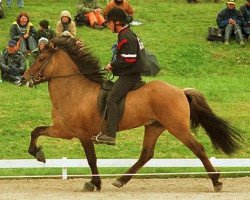 stallion Víglundur frá Vestra-Fíflholti (Iceland Horse, 1995, from Ófeigur frá Flugumýri)