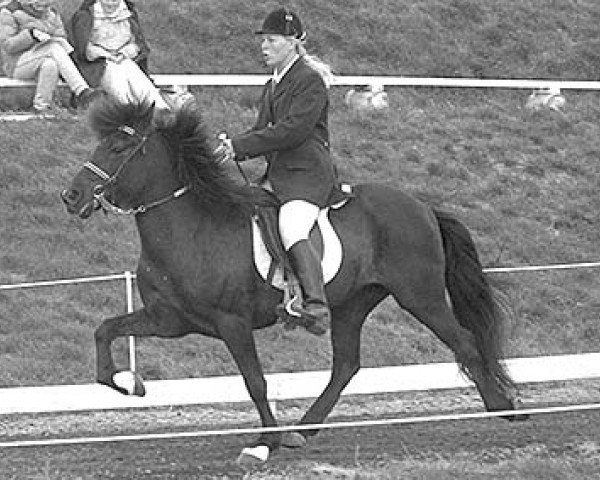 broodmare Vaka frá Strönd (Iceland Horse, 1984, from Viðar frá Viðvík)