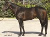 stallion Successful Appeal xx (Thoroughbred, 1996, from Valid Appeal xx)