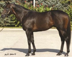 stallion Successful Appeal xx (Thoroughbred, 1996, from Valid Appeal xx)