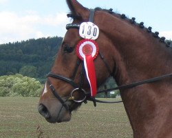 dressage horse Dorian Gray 48 (Hanoverian, 2006, from Dartagnan)