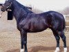 stallion Tricky Creek xx (Thoroughbred, 1986, from Clever Trick xx)
