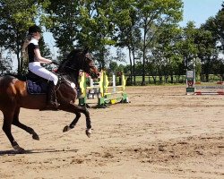 jumper Coconut 43 (Hanoverian, 2009, from Contendros Bube)